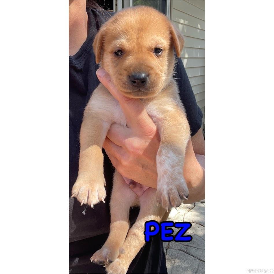 Pez, Adoptable, Puppy Male Boxer.