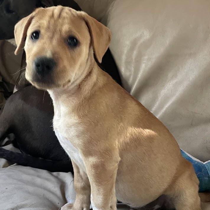 Enlarge Pez, a Adoptable Boxer in North Charleston, SC image 5/6