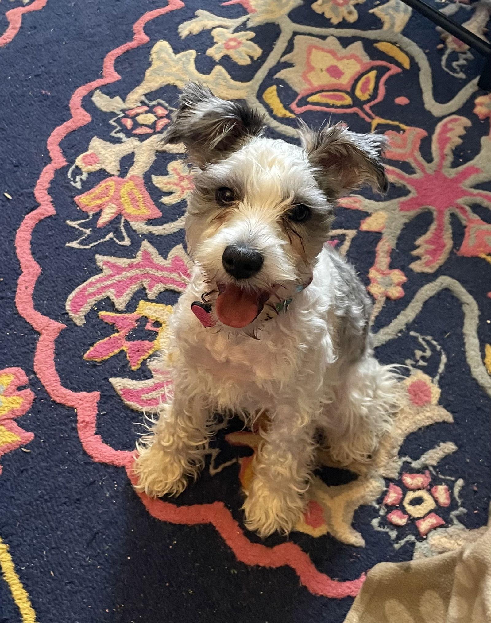 Cookie (SRC#2181) ADOPTED, Adopted, Puppy Female Schnauzer.