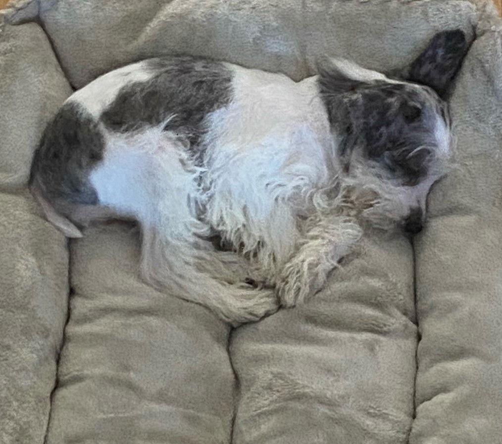 Enlarge Cookie (SRC#2181) ADOPTED, a Adopted Schnauzer in Lenoir, NC image 2/2