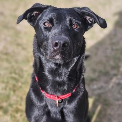 Faith, Adoptable, Adult Female Black Labrador Retriever & German Shepherd Dog.