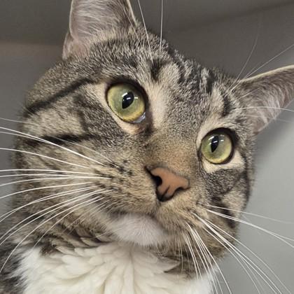 Enlarge Chester, a Adoptable mixed breed in Voorhees, NJ image 2/3