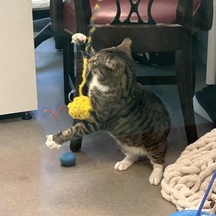 Enlarge Chester, a Adoptable mixed breed in Voorhees, NJ image 3/3