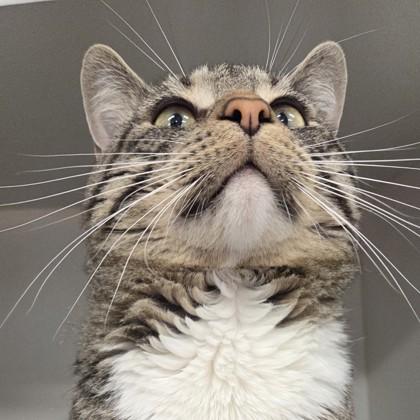 Enlarge Chester, a Adoptable mixed breed in Voorhees, NJ image 2/3