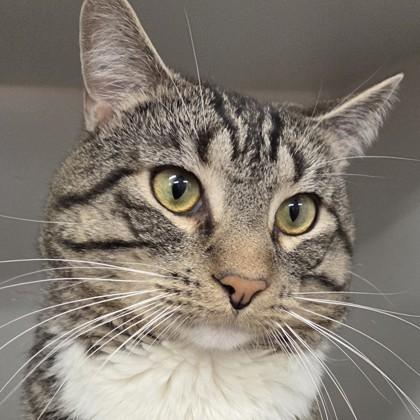 Chester, Adoptable, Adult Male Domestic Short Hair & Domestic Short Hair.