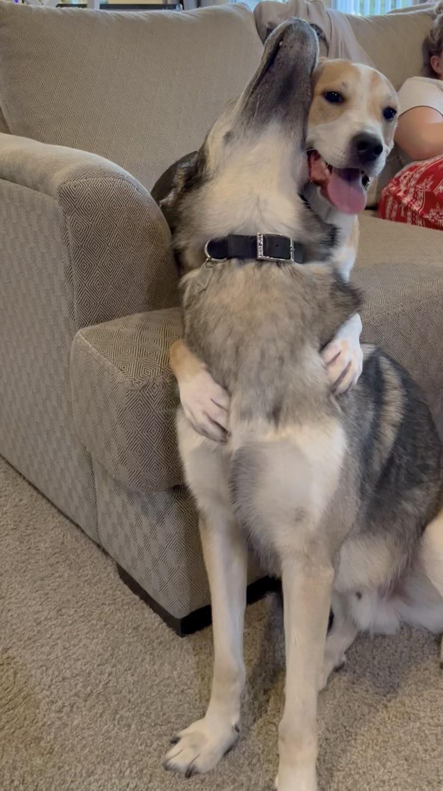 Enlarge Ferb, a Adoptable mixed breed in Olympia, WA image 4/4