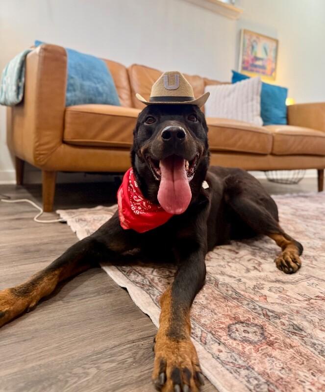 Marcus Bear The Big Gentle Love Bug