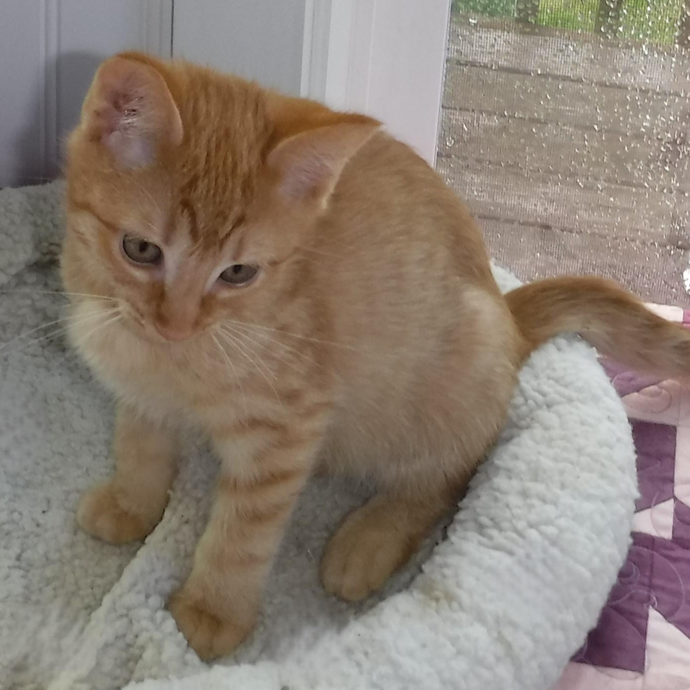 Enlarge Sally - Fun & Loving, an adoptable Tabby in Hoquiam, WA image 3/6