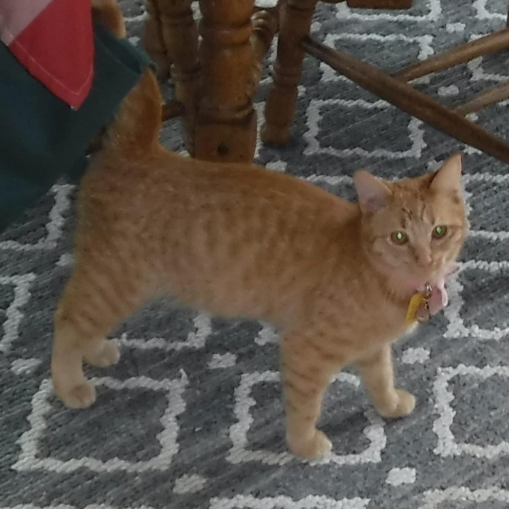 Enlarge Sally - Bonded with Marcia, an adoptable Tabby in Hoquiam, WA image 5/6