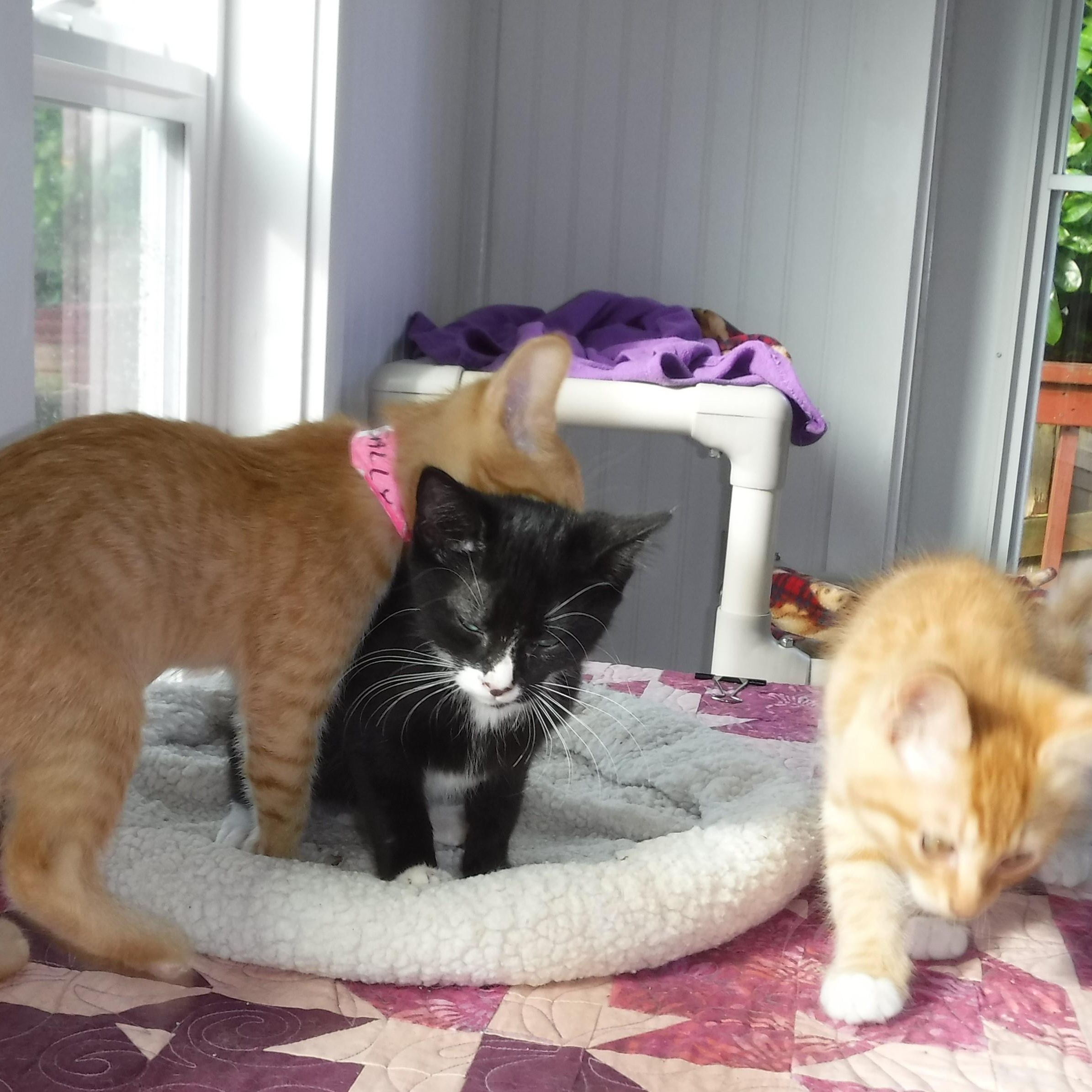 Enlarge Sally - Fun & Loving, an adoptable Tabby in Hoquiam, WA image 4/6