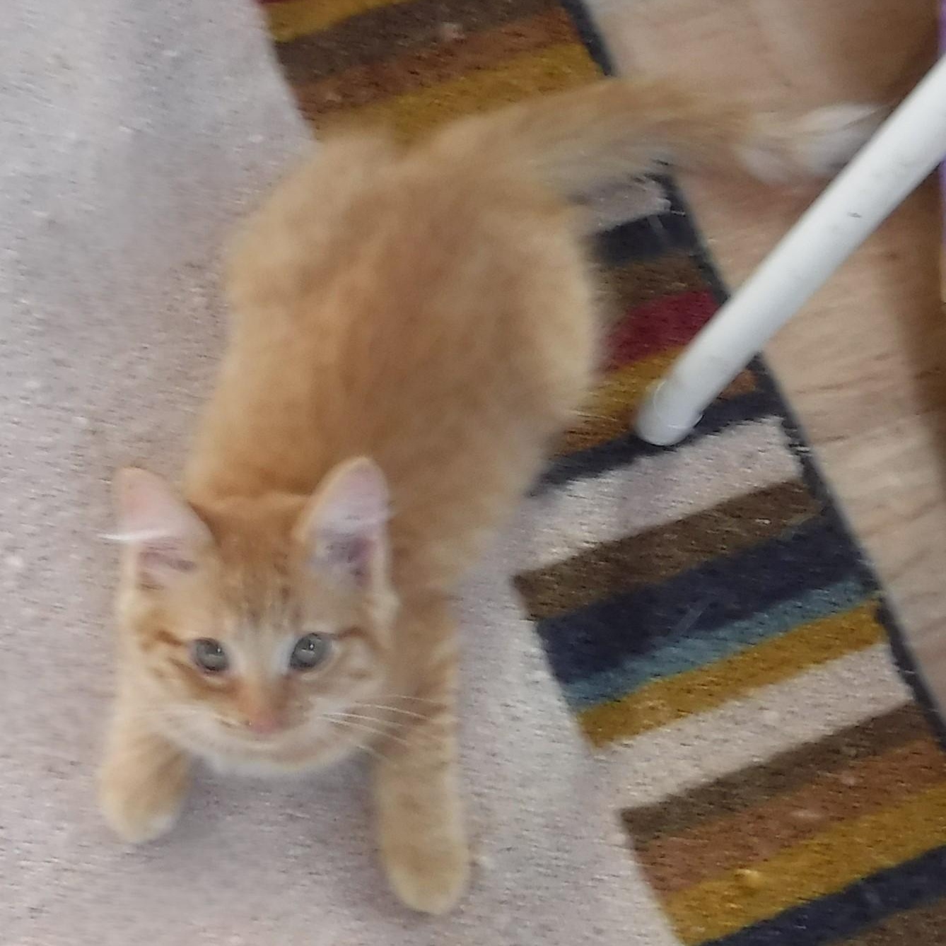 Enlarge Sally - Fun & Loving, an adoptable Tabby in Hoquiam, WA image 1/6