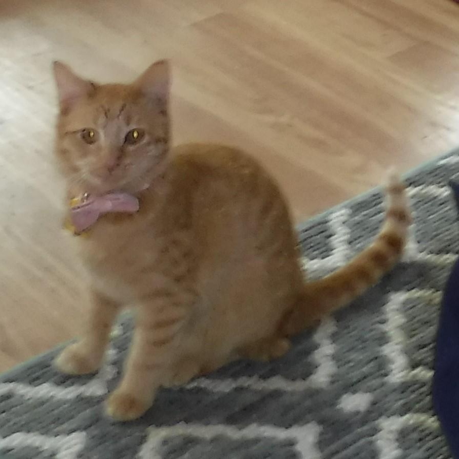 Enlarge Sally - Bonded with Marcia, an adoptable Tabby in Hoquiam, WA image 4/6