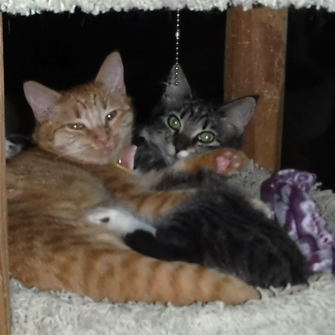 Enlarge Sally - Bonded with Marcia, an adoptable Tabby in Hoquiam, WA image 1/6