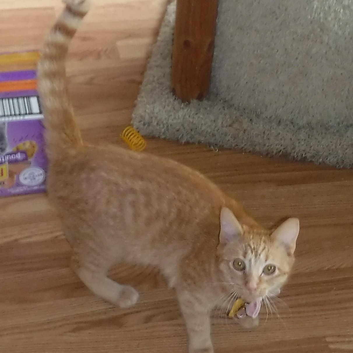 Enlarge Sally - Bonded with Marcia, an adoptable Tabby in Hoquiam, WA image 3/6