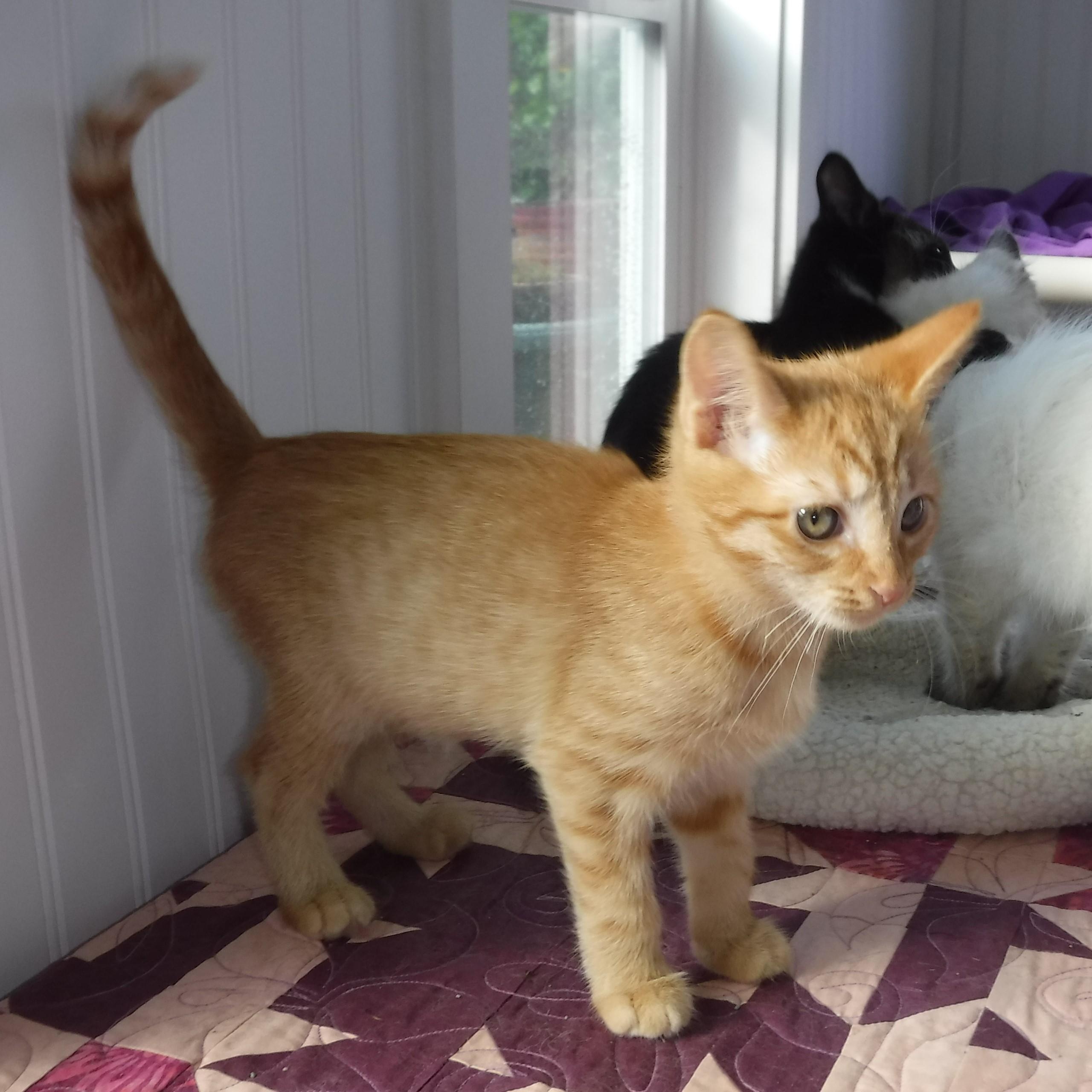 Enlarge Sally - Fun & Loving, an adoptable Tabby in Hoquiam, WA image 5/6