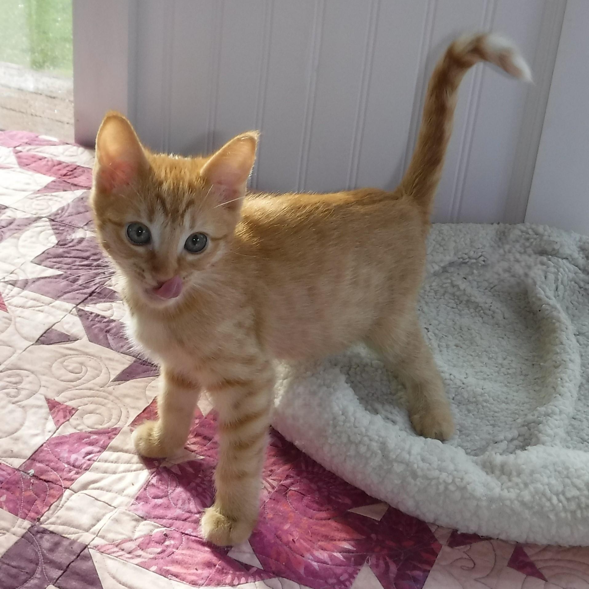 Enlarge Sally - Fun & Loving, an adoptable Tabby in Hoquiam, WA image 2/6