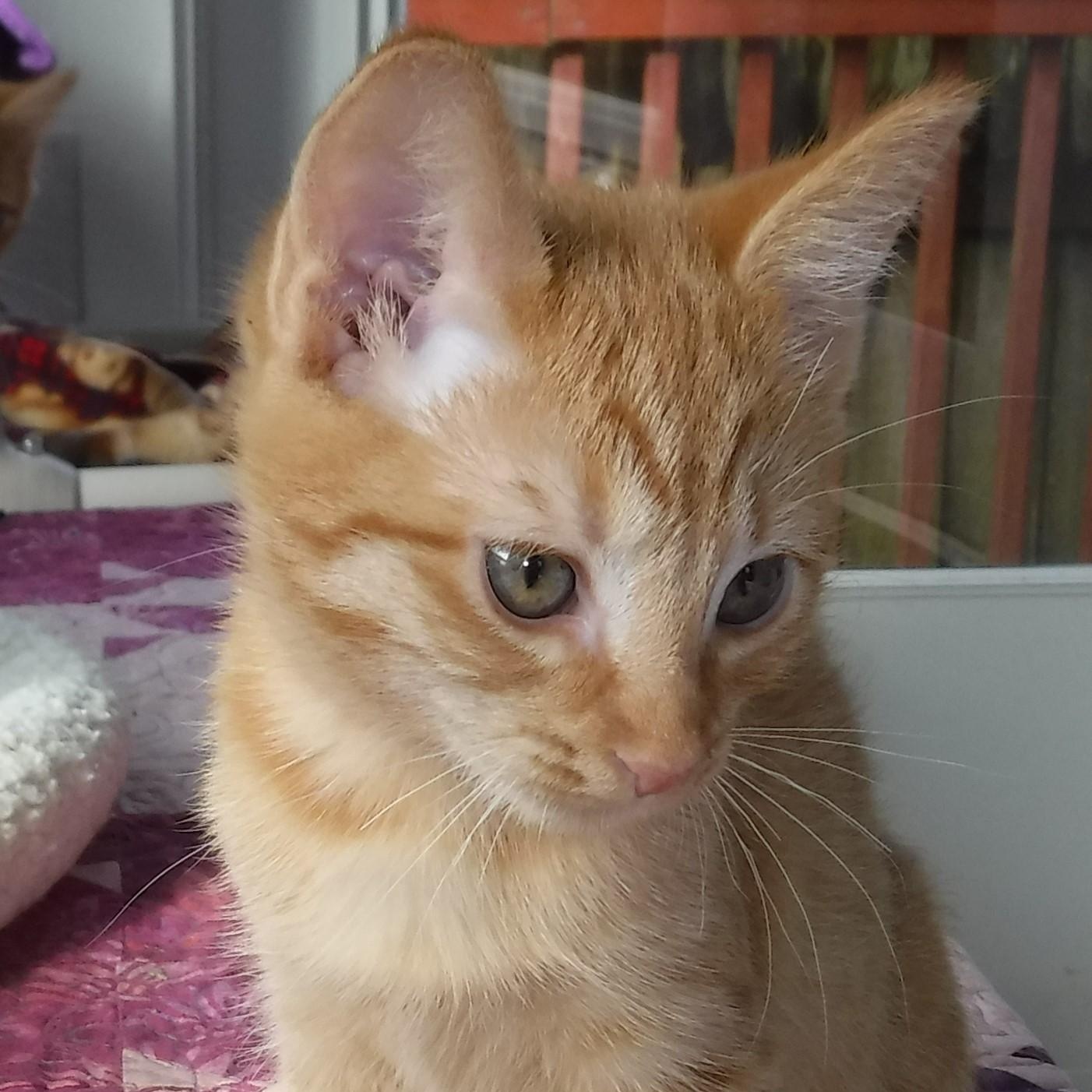 Enlarge Sally - Fun & Loving, an adoptable Tabby in Hoquiam, WA image 6/6