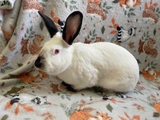 Peaches, Adoptable, Adult Female Californian.