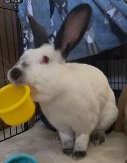 Peaches, a Adoptable Californian in Folsom, CA image 2/6