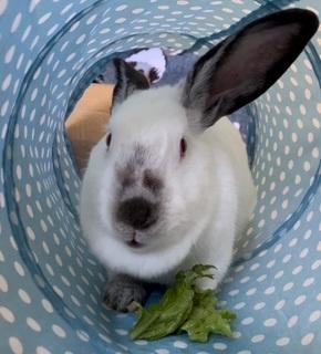 Peaches, a Adoptable Californian in Folsom, CA image 3/6