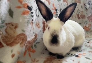 Peaches, a Adoptable Californian in Folsom, CA image 4/6