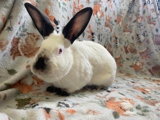 Peaches, a Adoptable Californian in Folsom, CA image 5/6