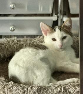 Ghost, Adopted, Young Male Domestic Short Hair.