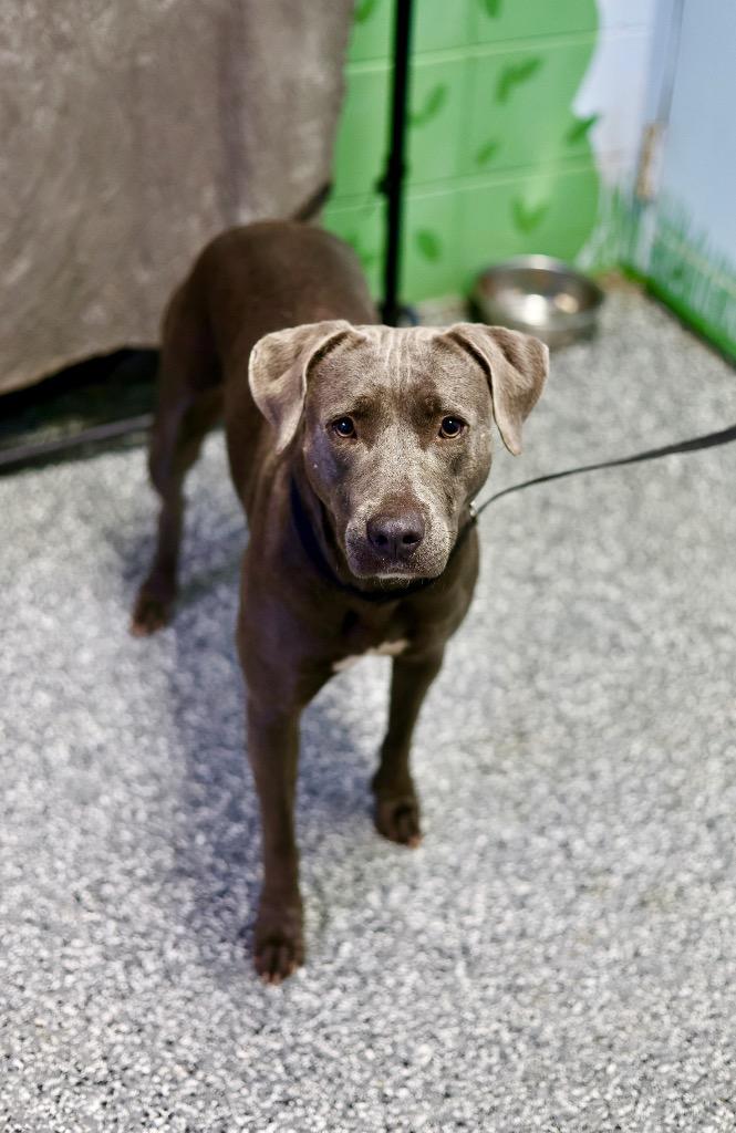 Glory, a Adoptable mixed breed in Tifton, GA image 1/2