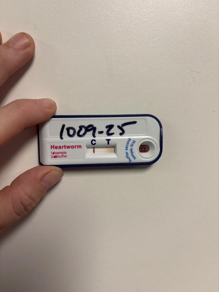 Glory, Adoptable, Adult Female Mixed Breed.