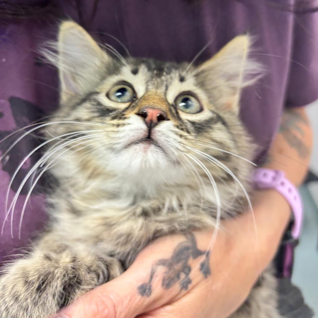 Odin, Adoptable, Kitten Male Domestic Long Hair.
