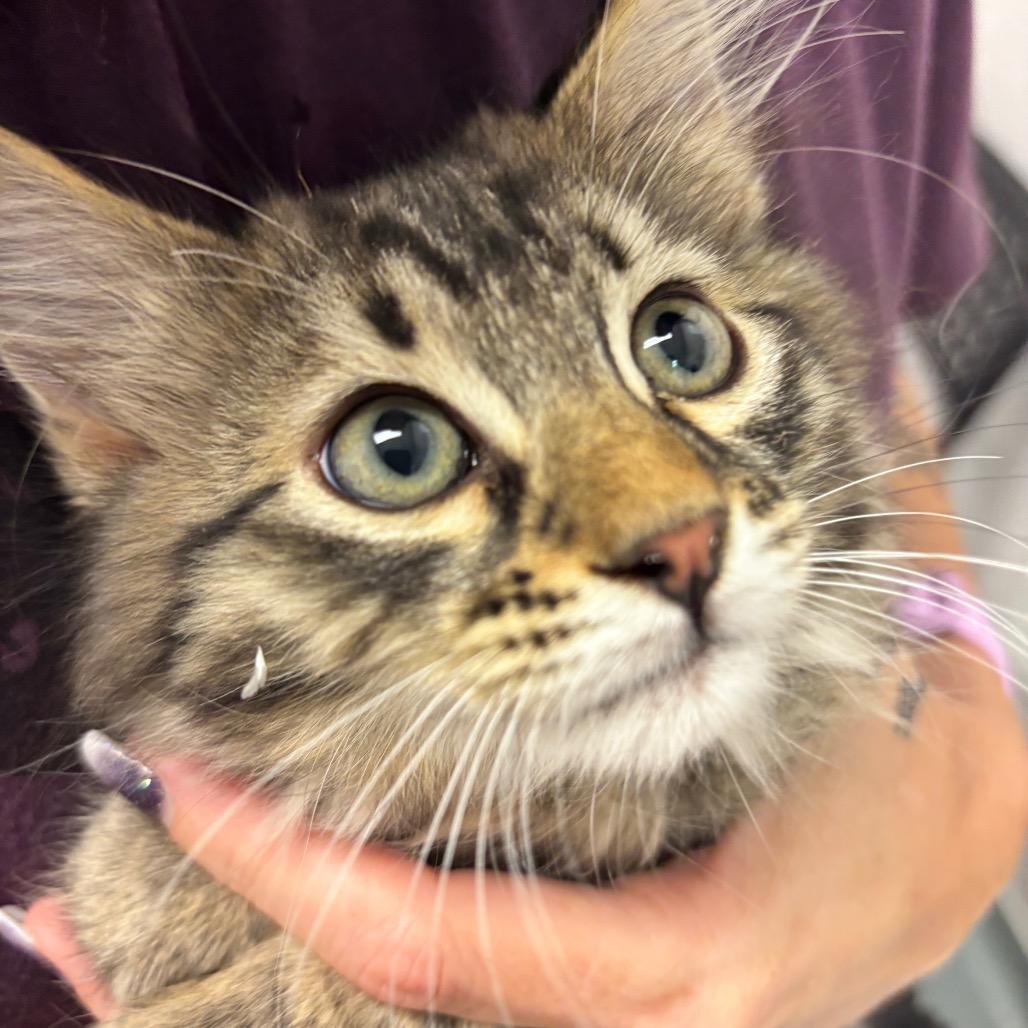 Enlarge Odin, a Adoptable Domestic Long Hair in Commerce City, CO image 2/6