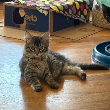 Enlarge Odin, a Adoptable Domestic Long Hair in Commerce City, CO image 4/6
