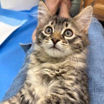 Enlarge Odin, a Adoptable Domestic Long Hair in Commerce City, CO image 5/6