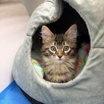 Enlarge Odin, a Adoptable Domestic Long Hair in Commerce City, CO image 6/6