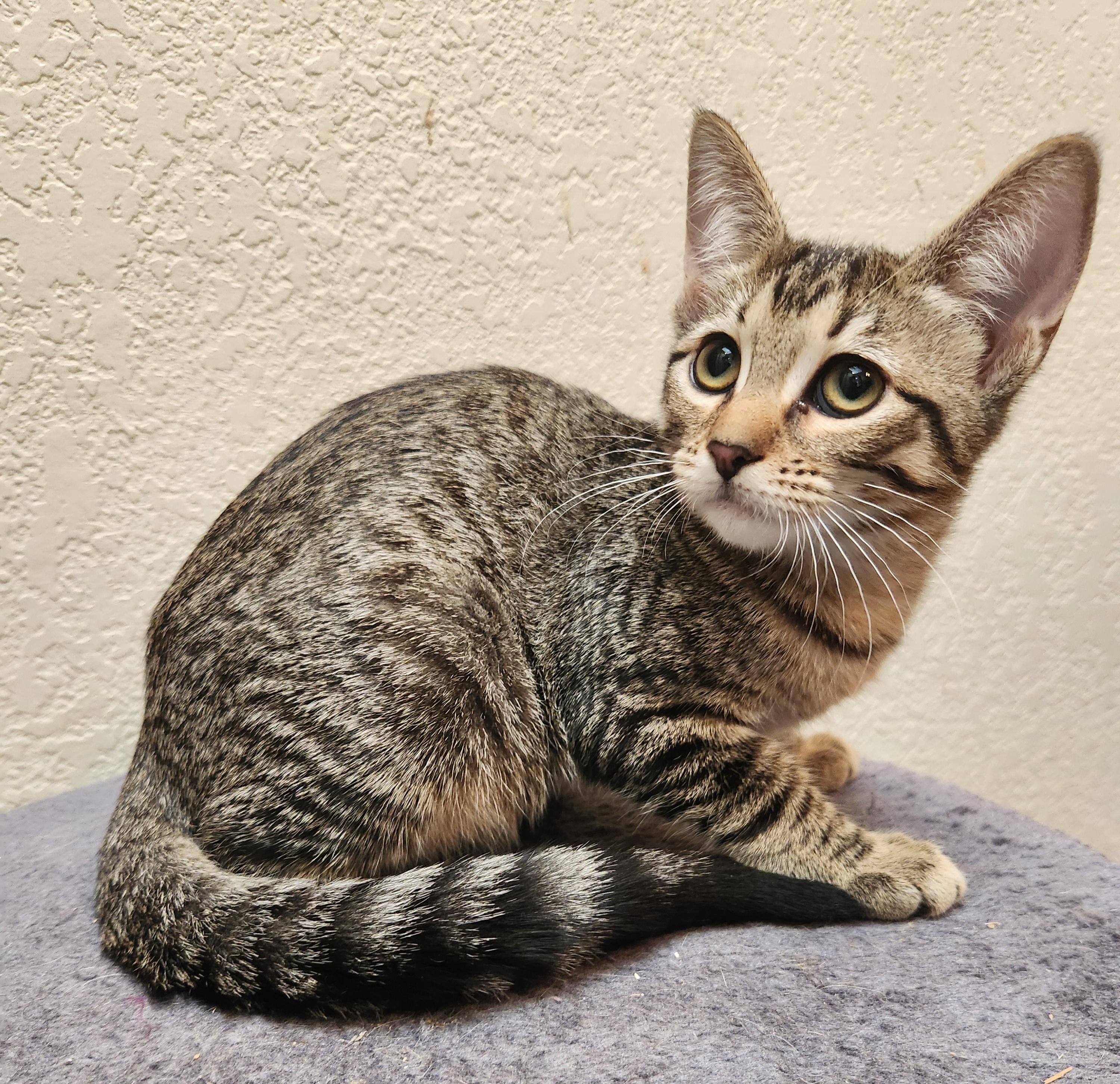 Enlarge Whinnie, a Adoptable Domestic Short Hair in Oklahoma City, OK image 1/4