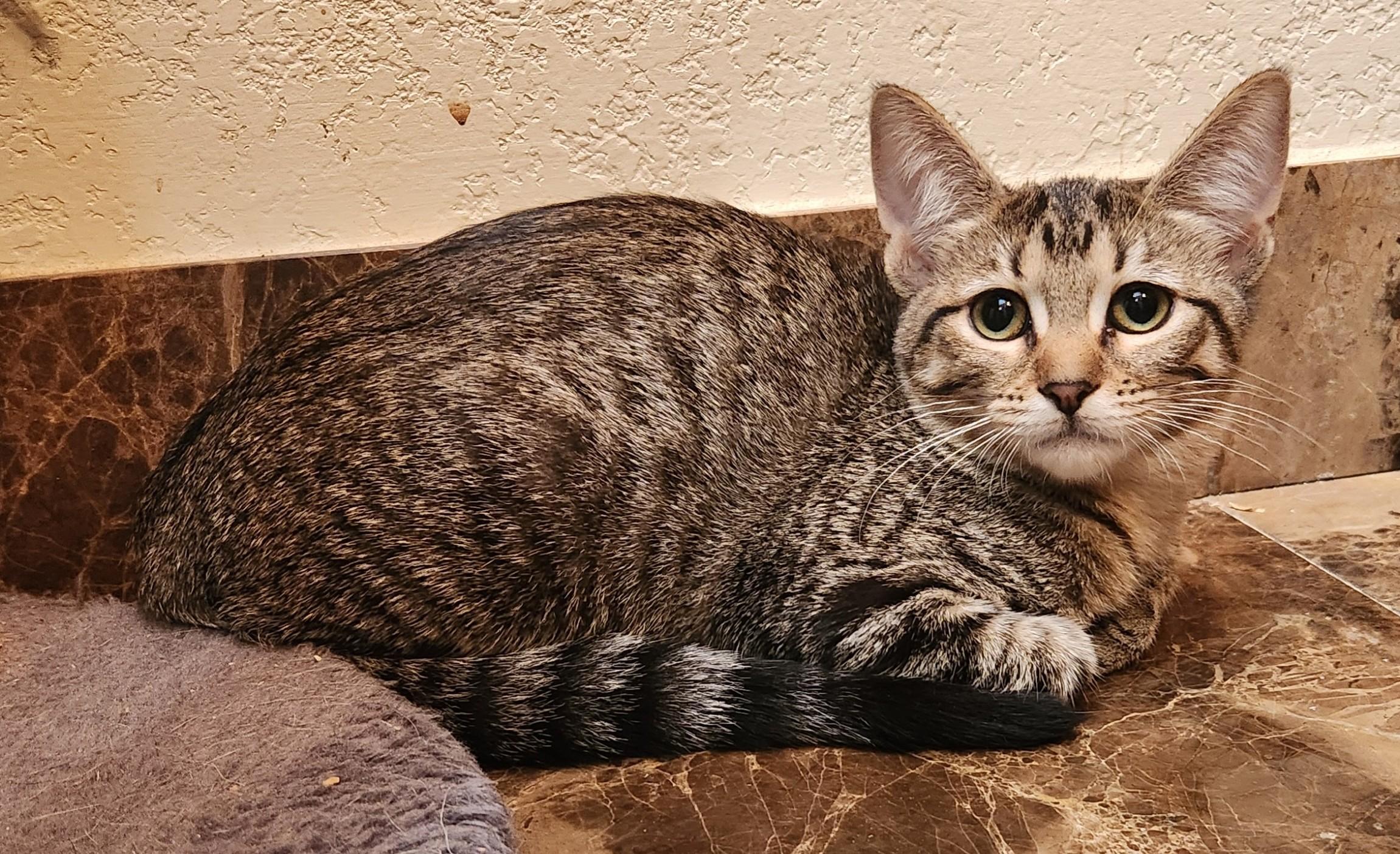 Enlarge Whinnie, a Adoptable Domestic Short Hair in Oklahoma City, OK image 2/4