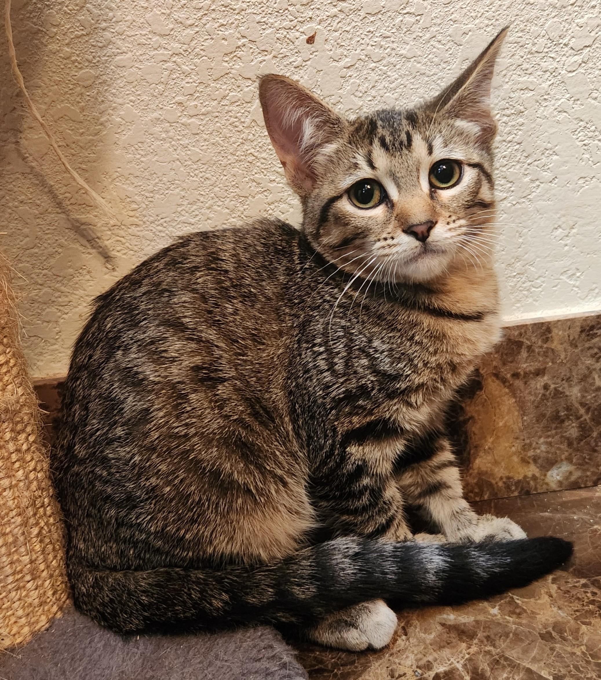 Enlarge Whinnie, a Adoptable Domestic Short Hair in Oklahoma City, OK image 3/4
