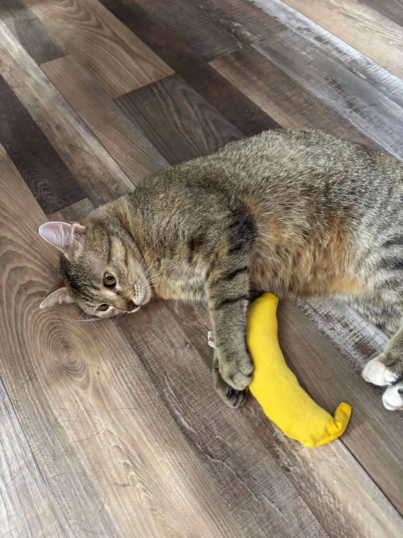 Petunia, Adopted, Adult Female Domestic Short Hair.