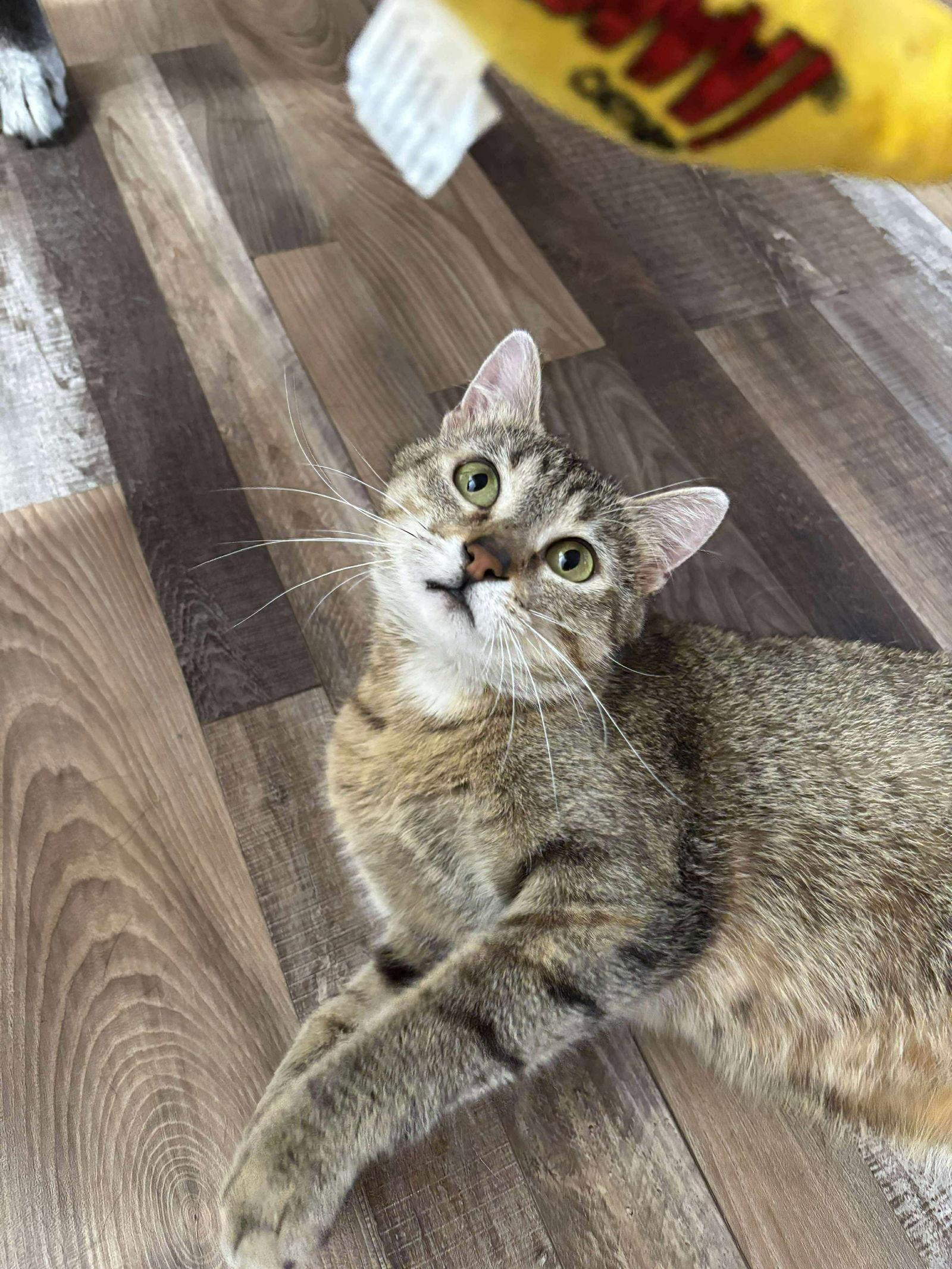 Enlarge Petunia, a Adopted Domestic Short Hair in Alexandria, MN image 2/3