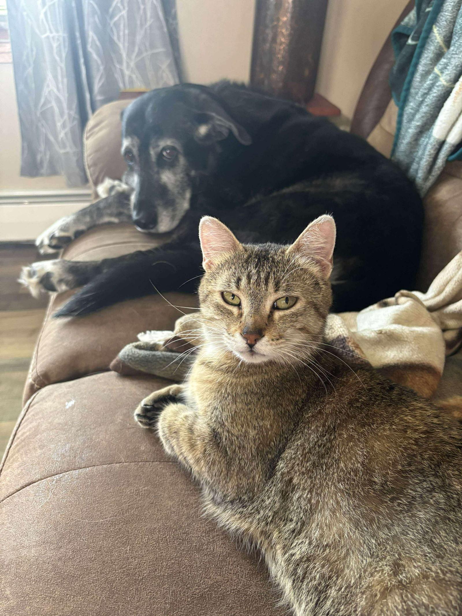 Enlarge Petunia, a Adopted Domestic Short Hair in Alexandria, MN image 3/3