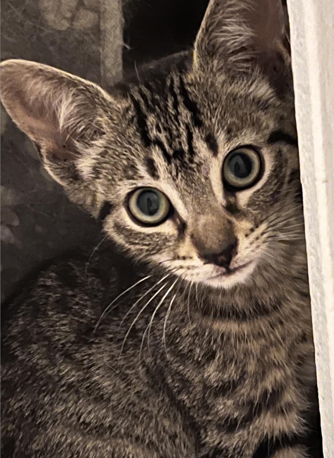 Enlarge Flint, a Adoptable Domestic Short Hair in Decatur, GA image 1/3