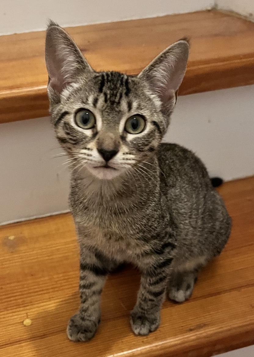 Enlarge Flint, a Adoptable Domestic Short Hair in Decatur, GA image 2/3