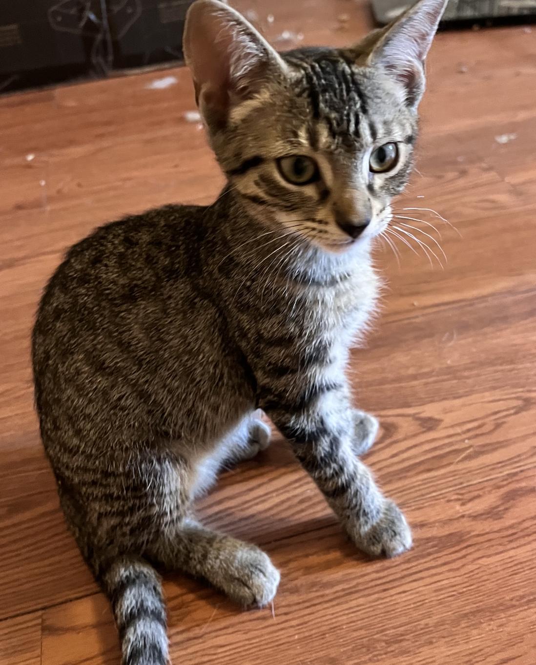 Enlarge Flint, a Adoptable Domestic Short Hair in Decatur, GA image 3/3