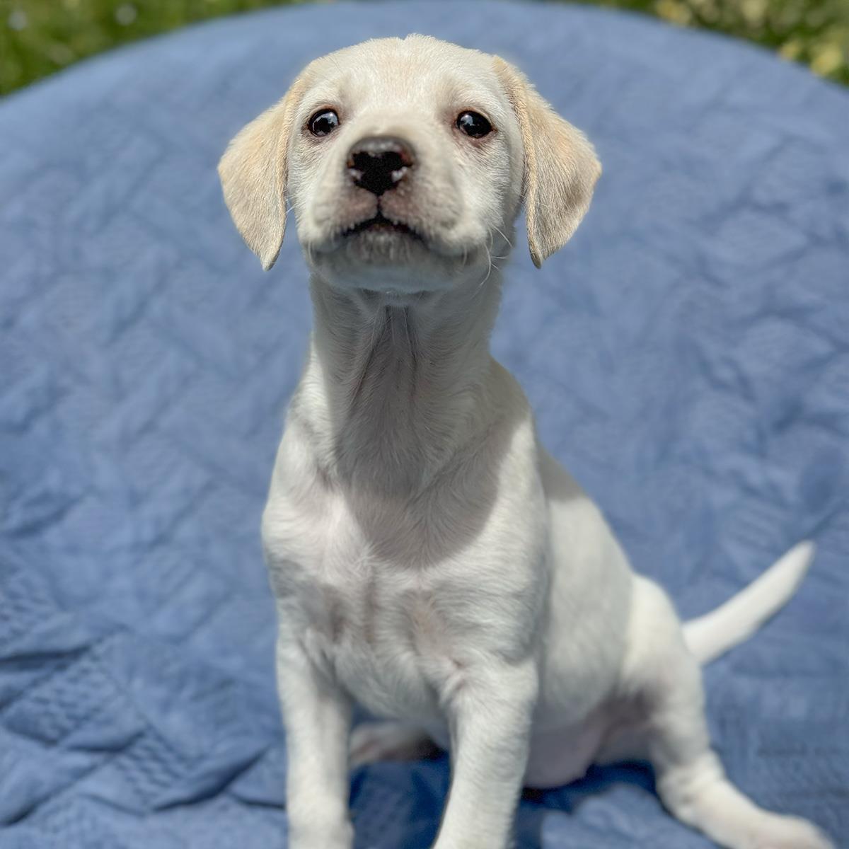 Cheers Pup - Diane - Adopted!, Adoptable, Puppy Female Spaniel & Terrier.