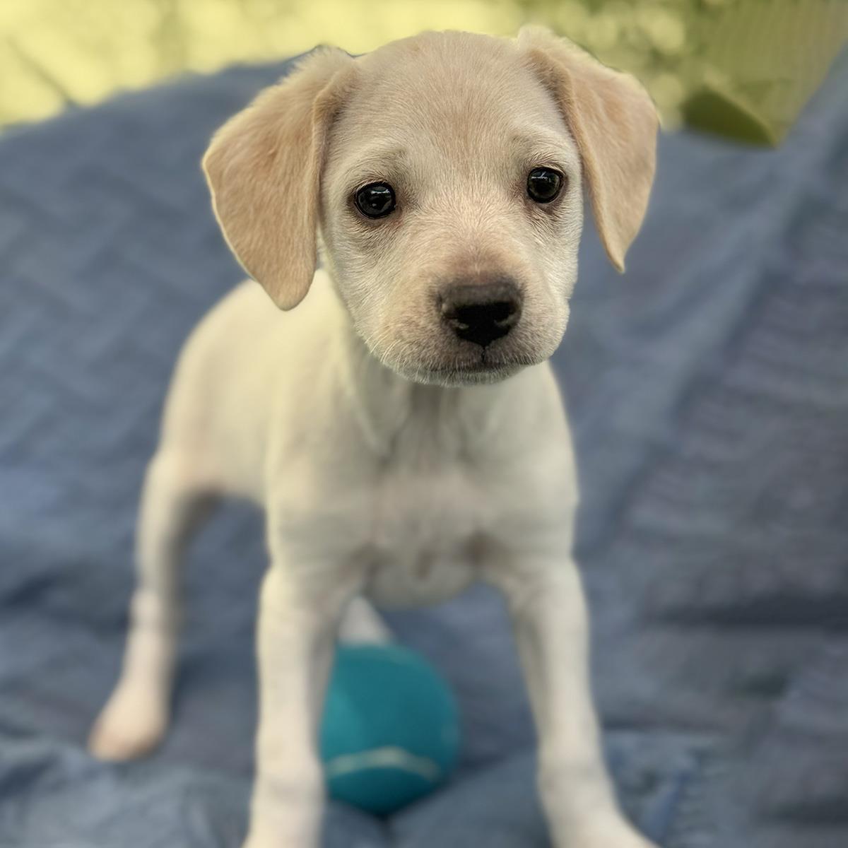 Cheers Pup - Diane - Adopted!, a Adoptable mixed breed in San Diego, CA image 2/3