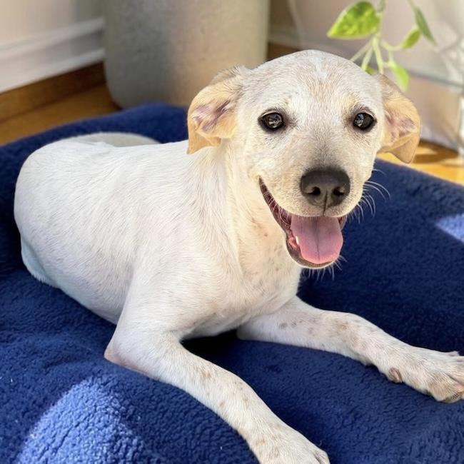 Cheers Pup - Diane - Adopted!, a Adoptable mixed breed in San Diego, CA image 3/3