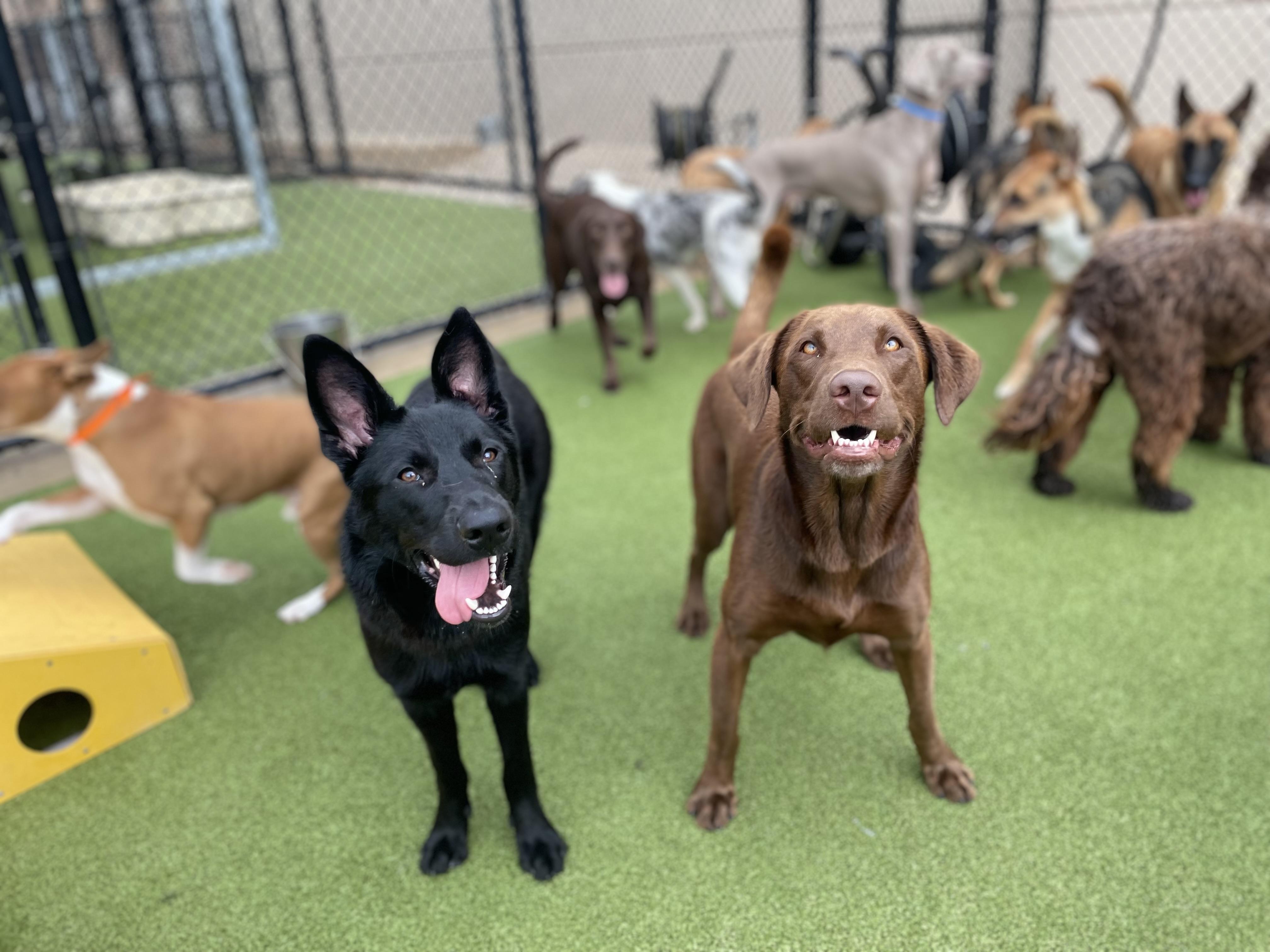 Kevin, Adopted, Adult Male German Shepherd Dog.
