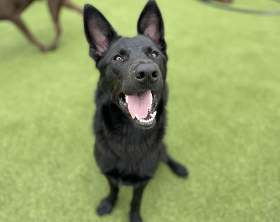 Enlarge Kevin, a Adopted mixed breed in Houston, TX image 2/4