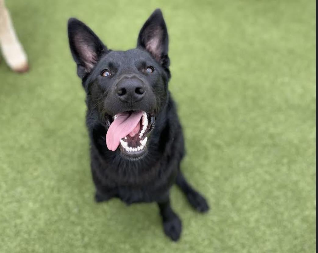 Enlarge Kevin, a Adopted mixed breed in Houston, TX image 3/4