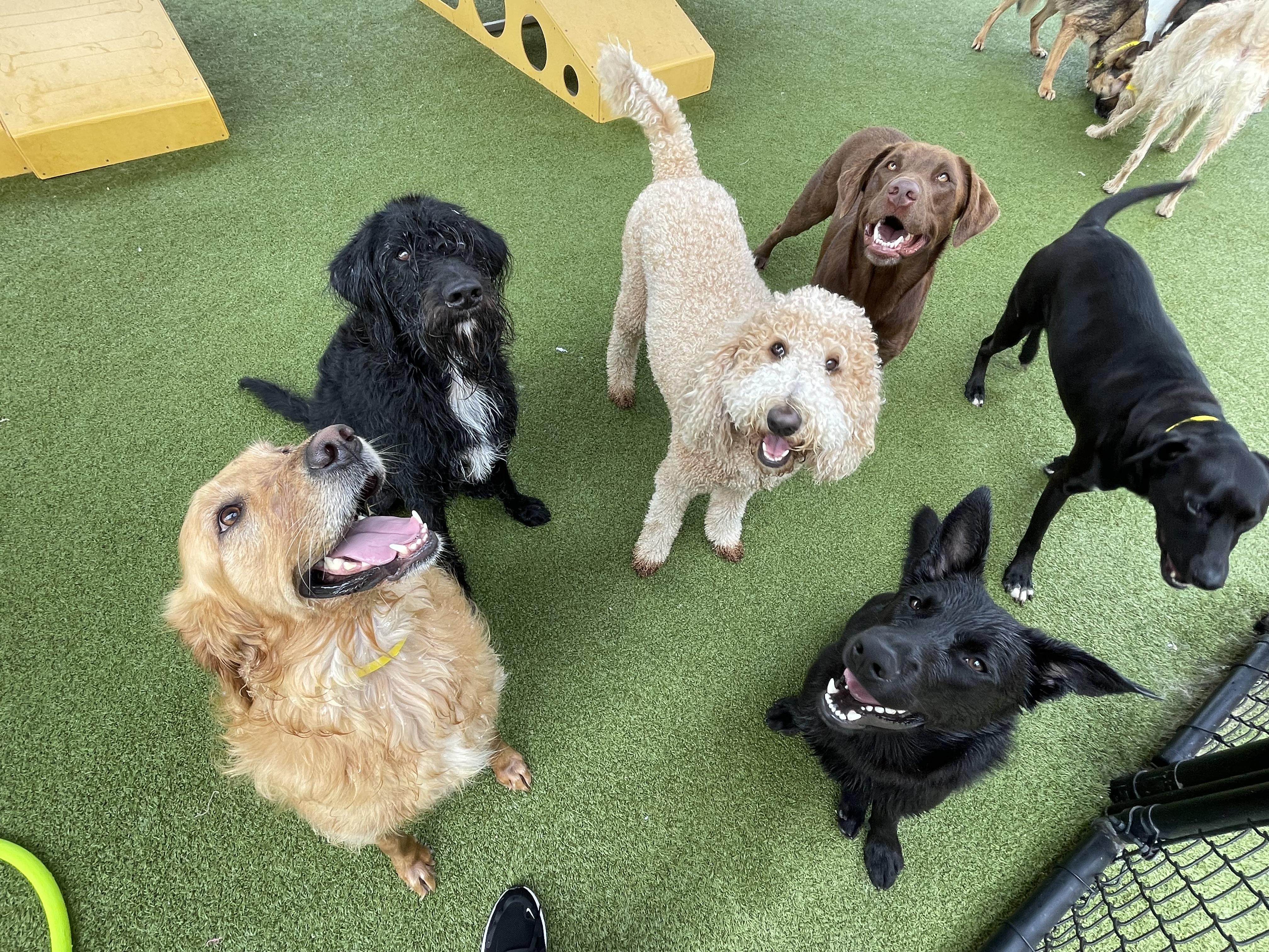 Enlarge Kevin, a Adopted mixed breed in Houston, TX image 4/4